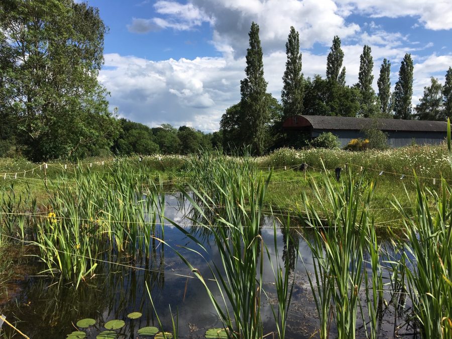 Green rushes and reeds grow on a pond. Behind it an old barn sits with tall trees on the horizon.