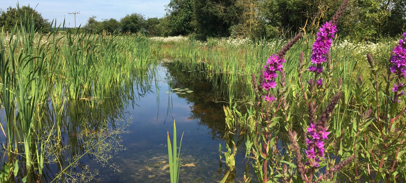 A view across a pond and wetland towards a barn and trees behind it.
