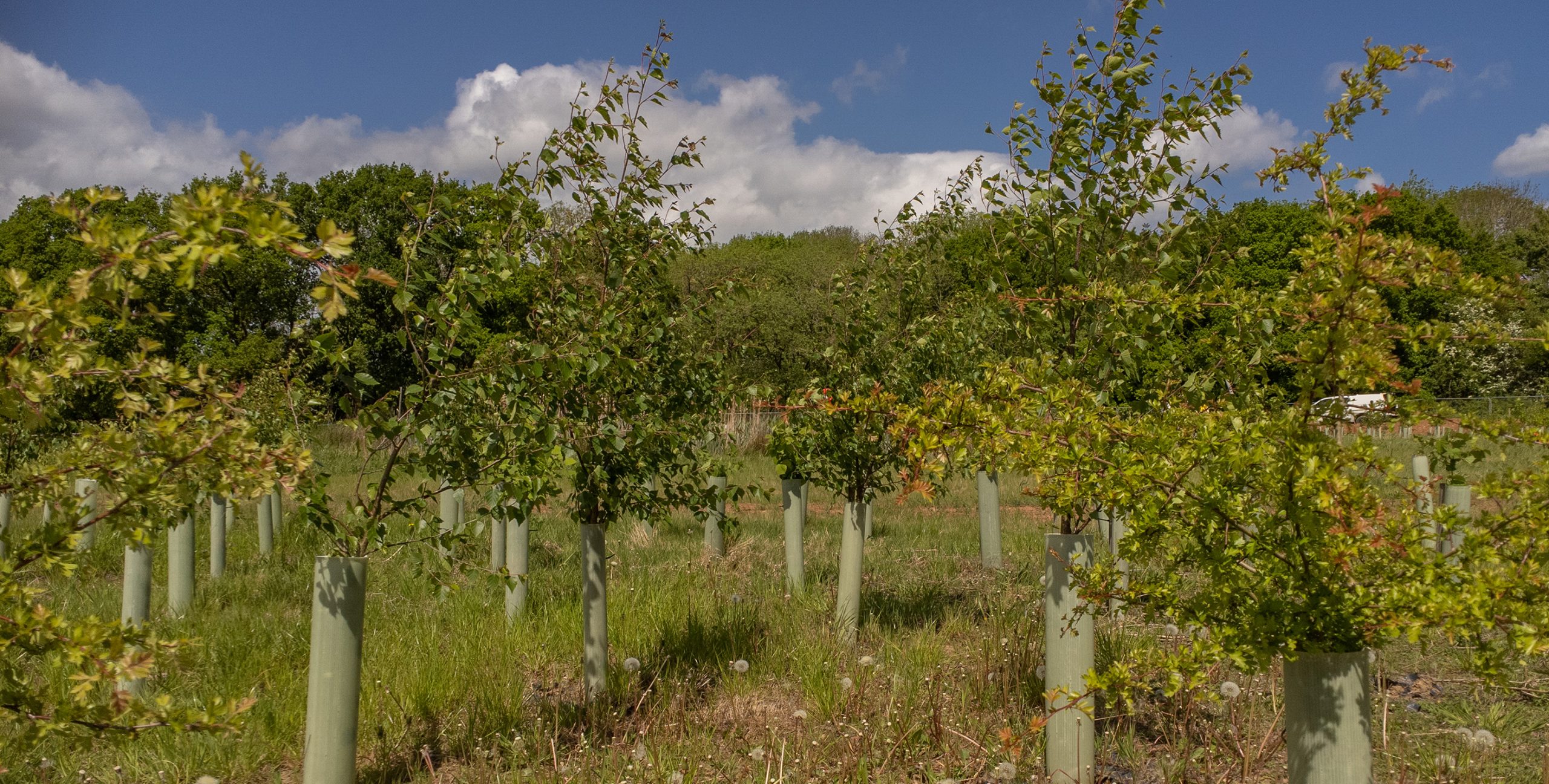 Established tree saplings at Cubbington Woods, May 2022 HS2