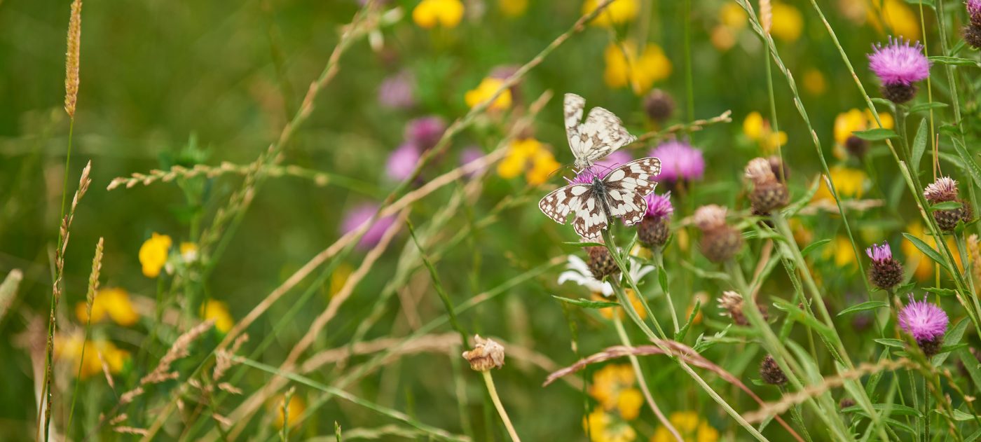 Butterfly on flowers
