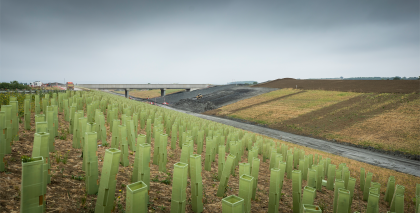 Tree planting underway at Waddesdon cutting, with the A41 overbridge visible in the background.